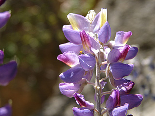 yosemite_5.jpg